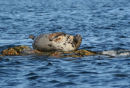 Grey Seal 004